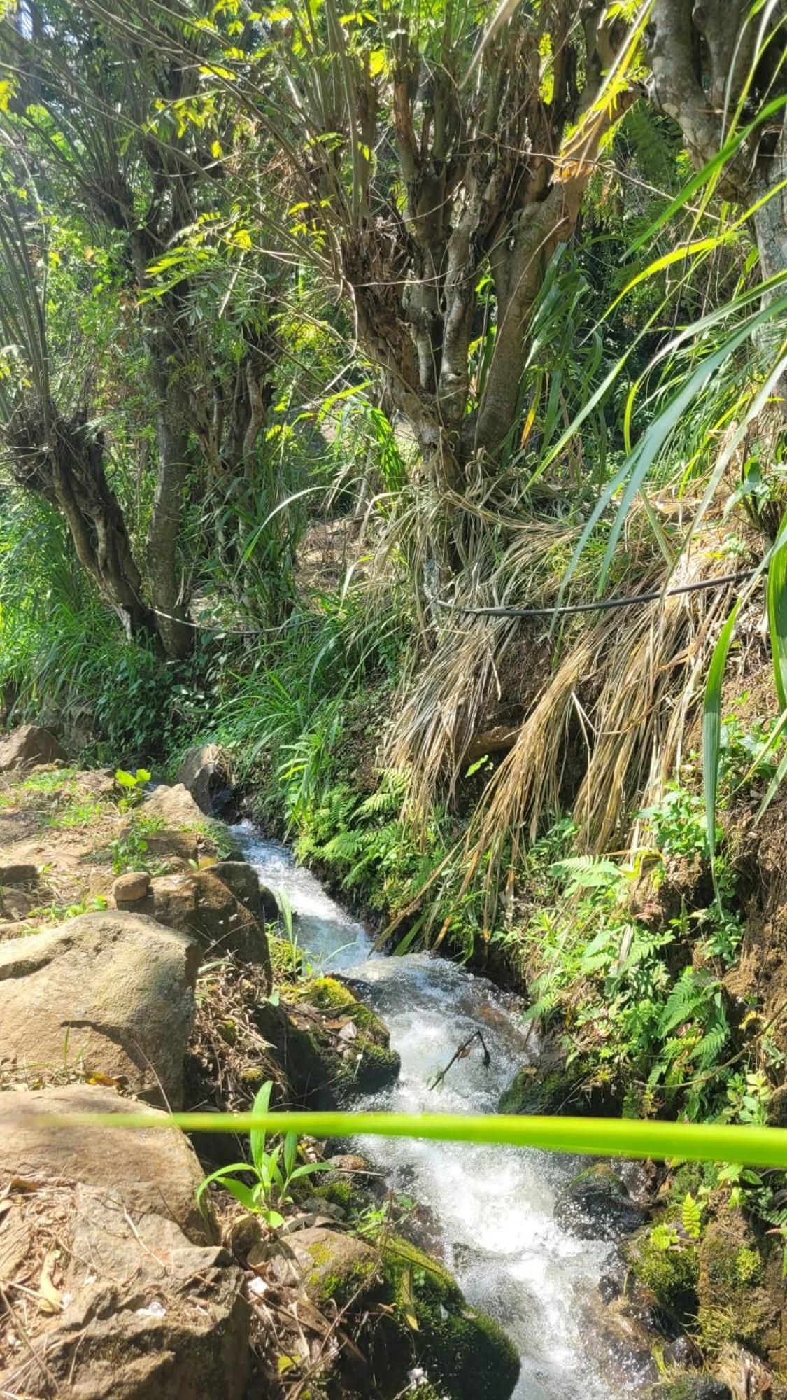 Forest Rawana Homestay Ella Ngoại thất bức ảnh