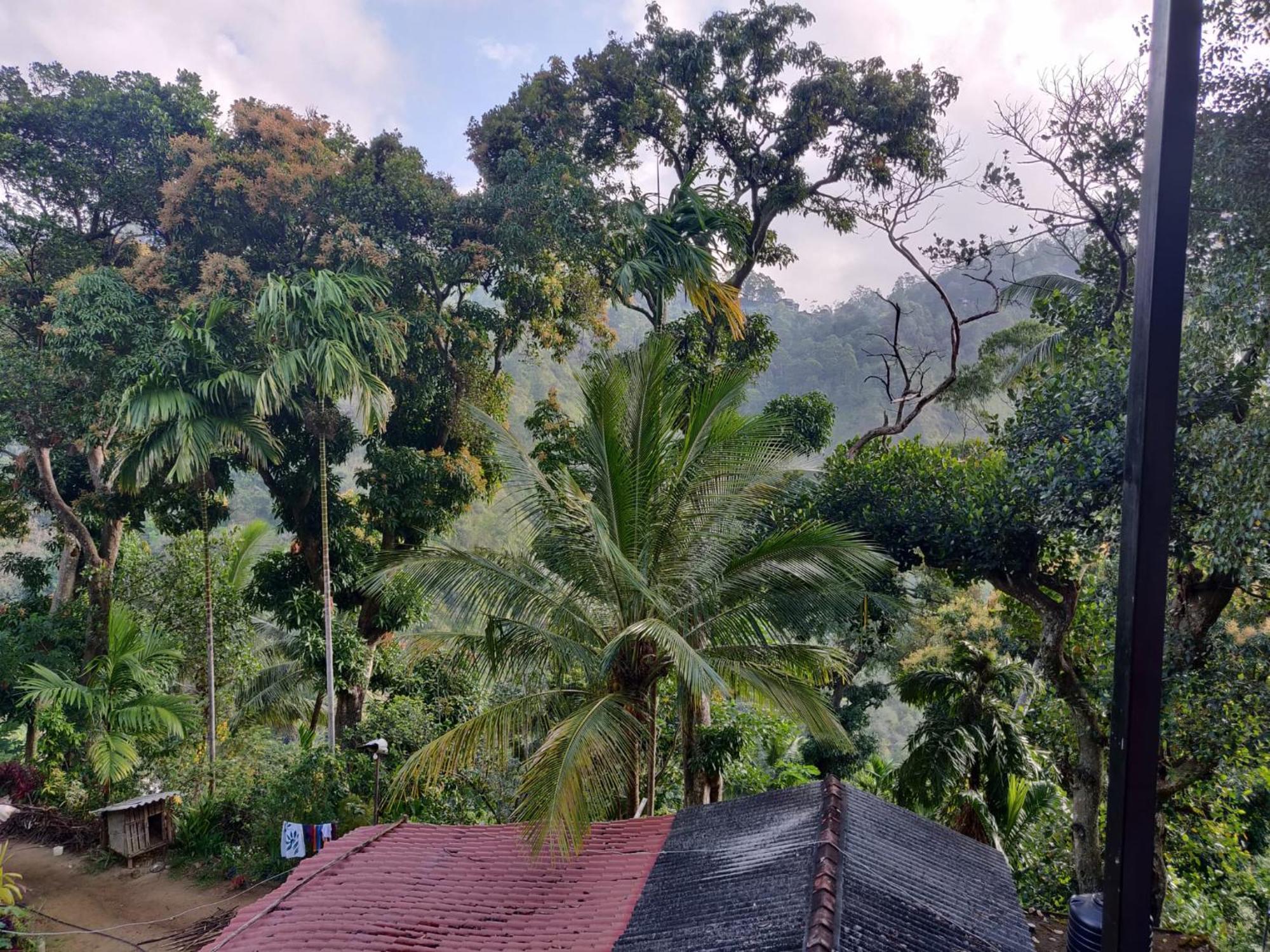 Forest Rawana Homestay Ella Ngoại thất bức ảnh